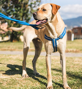 Perro adulto rescatado por Arca Luminosa paseando con arnés