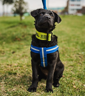 Cachorro rescatado por Arca Luminosa con collar reflectivo en un parque