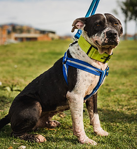 Perrito ancianito rescatado por Arca Luminosa con collar reflectivo