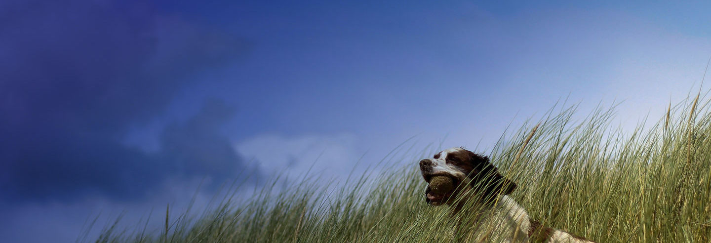 Perro descansando en un campo, cuidado preventivo Arca+