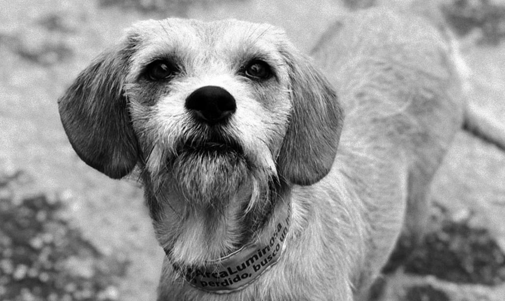 Perrito callejero con collar reflectivo Arca Luminosa, marcado con la frase 'No estoy perdido, busco un hogar'