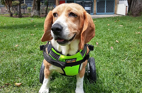 Perrito rescatado por Arca Luminosa con una silla de ruedas para movilidad