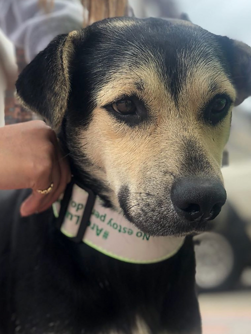 Perrito callejero con collar reflectivo de Arca Luminosa, con la frase 'No estoy perdido, busco un hogar'