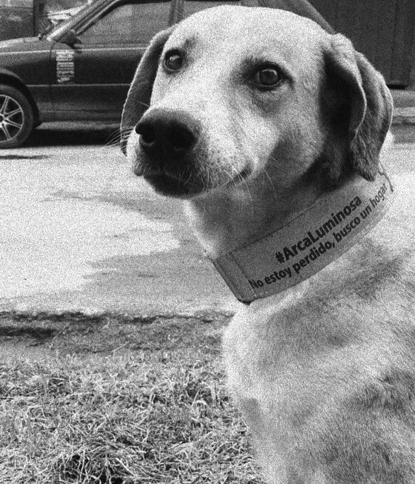 Perro con collar reflectivo de Arca Luminosa con la frase 'No estoy perdido, busco un hogar'
