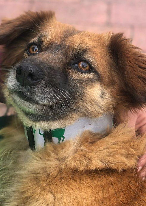 Primer plano de un perrito rescatado, condición vulnerable, con pañuelo al cuello