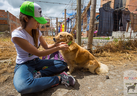Voluntaria de Arca Luminosa colocando un collar reflectivo a un perrito callejero