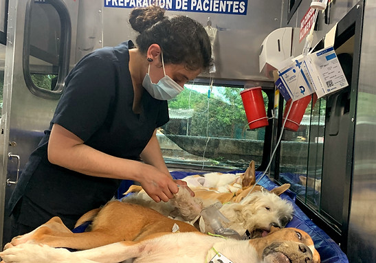 Perro rescatado del proyecto 50 Ángeles