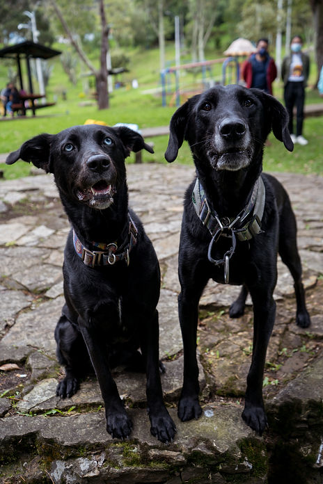 Dos perros rescatados por Arca Luminosa en un parque de Bogotá